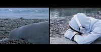 Animal-Impersonating Music Videos Image 4