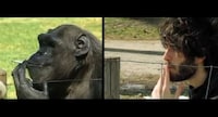 Animal-Impersonating Music Videos Image 6