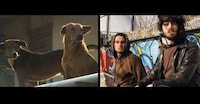 Animal-Impersonating Music Videos Image 7