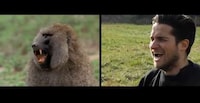Animal-Impersonating Music Videos Image 8