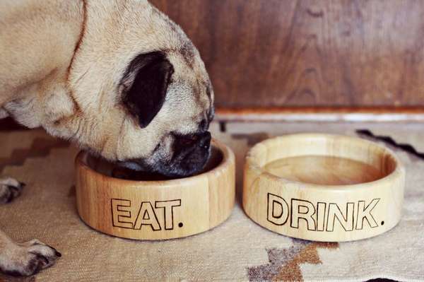 25 Pampered Pet Feeders