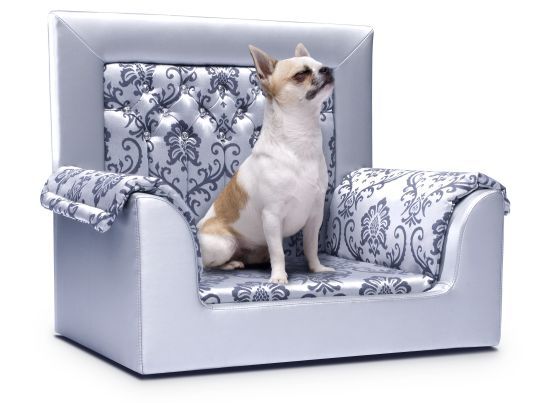 31 Luxurious Pet Accessories