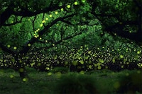 Magical Fire Fly Photography Image 2