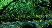 Magical Fire Fly Photography Image 3