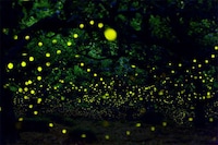 Magical Fire Fly Photography Image 4