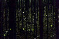 Magical Fire Fly Photography Image 5