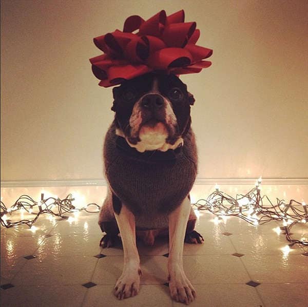 33 Quirky Pet Portraits