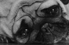 Contemplative Canine Videos
