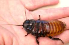 Eat Cockroach, Get First in Line