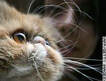 Robots could sense shapes with whiskers