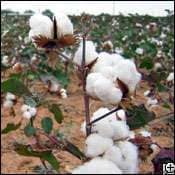 Wearing Cotton Today