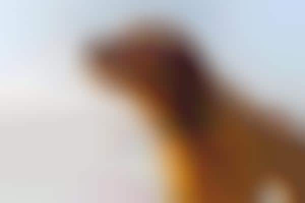 Dog-Quantifying Monitors