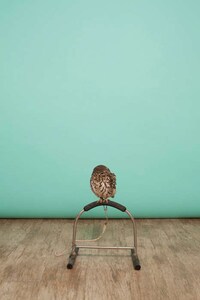 Owl-Inspired Lookbooks Image 3