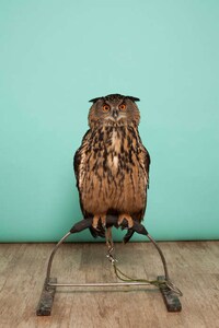 Owl-Inspired Lookbooks Image 4