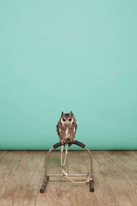 Owl-Inspired Lookbooks Image 6