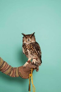 Owl-Inspired Lookbooks Image 7