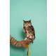 Owl-Inspired Lookbooks Image 7