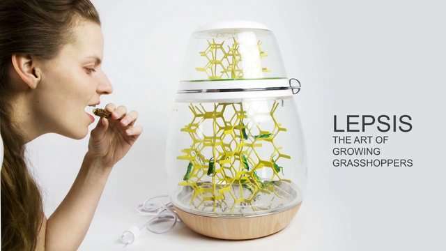 Edible Bug Breeding Terrariums