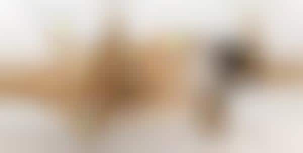 Bizarre Morphed Dog Photography