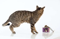 Deceased Animal Displays Image 2