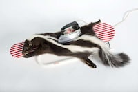 Deceased Animal Displays Image 3