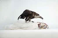 Deceased Animal Displays Image 4