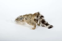Deceased Animal Displays Image 7