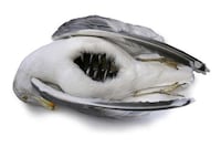 Deceased Animal Displays Image 8