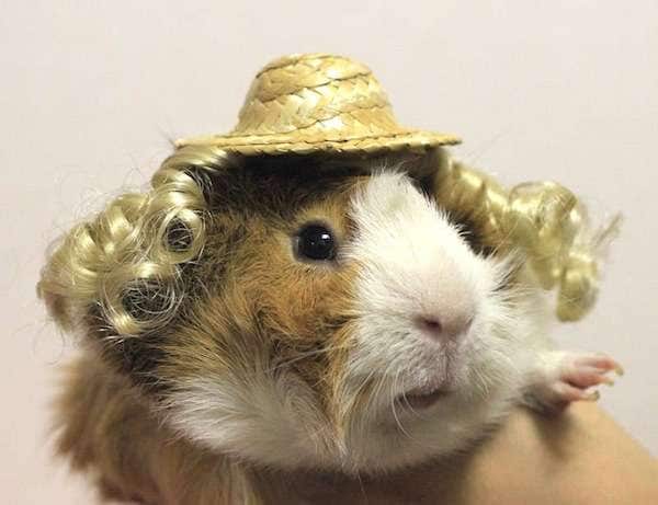 45 Pesky Rodent Products