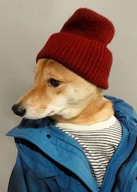 Stylish Sunglass-Clad Canines Image 7