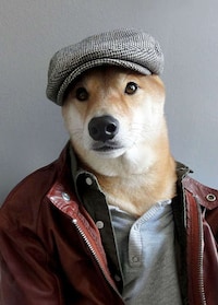 Stylish Sunglass-Clad Canines Image 8