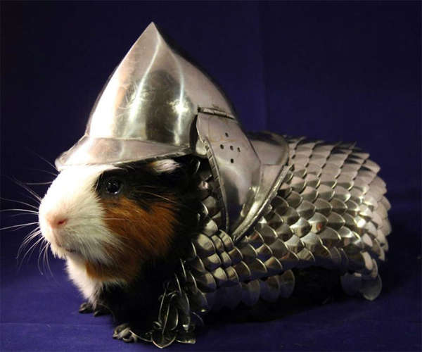 Armored Pet Costumes