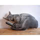 Personalized Pet Pillows Image 4