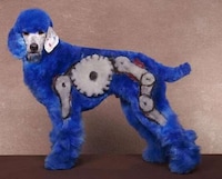 Ludicrous Pup Photos Image 3