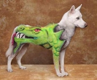 Ludicrous Pup Photos Image 4