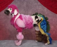 Ludicrous Pup Photos Image 5
