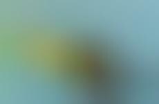 Cheeky Cyclist Splatter Guards