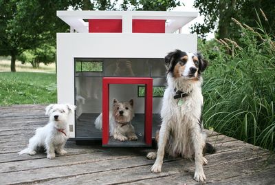 17 Chic Canine Abodes