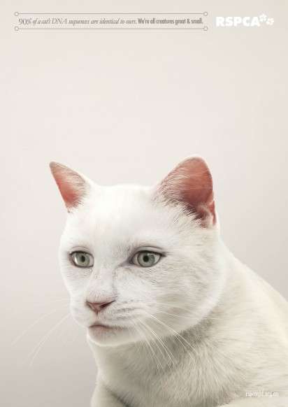 Human-Eyed Pet Ads