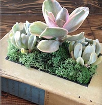 Deceptive Book Planters Image 2