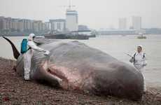 Morbid Whale Sculptures