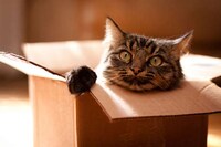 Practical Cardboard Cat Carriers Image 4