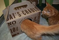 Practical Cardboard Cat Carriers Image 5