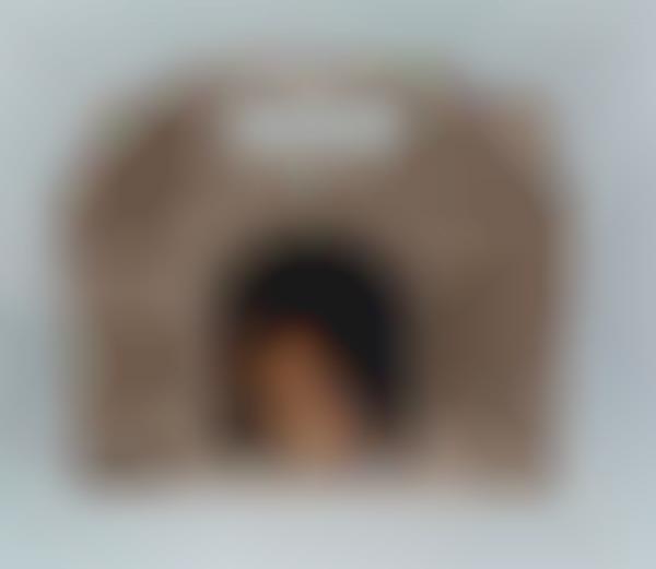 cardboard animal carrier