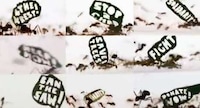 Insect-Incorporating Protests Image 4