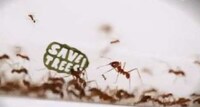 Insect-Incorporating Protests Image 5