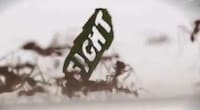 Insect-Incorporating Protests Image 7
