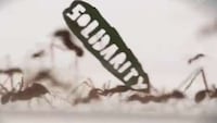 Insect-Incorporating Protests Image 8