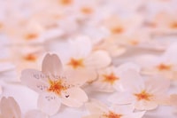 Blooming Message Pads Image 3