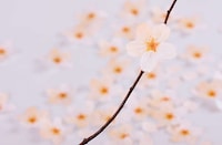 Blooming Message Pads Image 4
